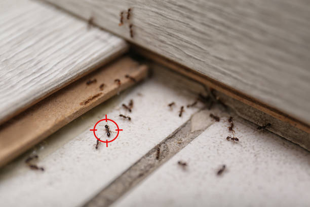 Best Affordable Pest Control Services  in Paris, TX