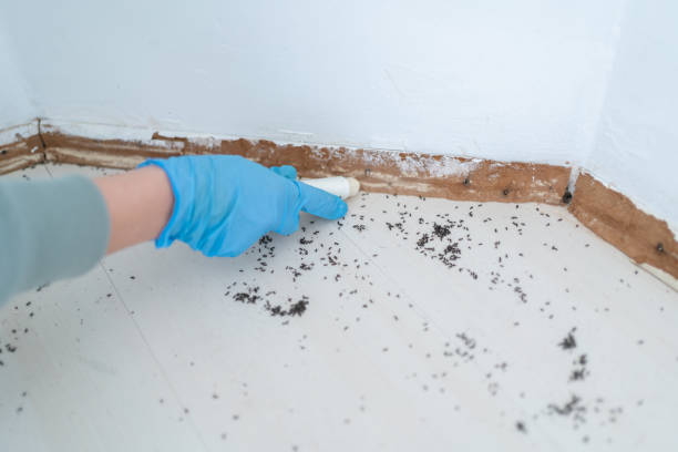 Best Termite Control Services  in Paris, TX
